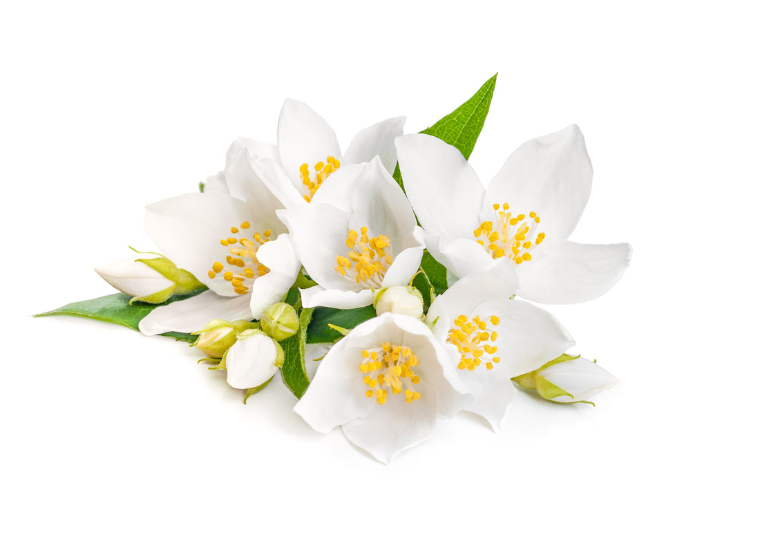 The Fragrance Foundation UK Jasmine Awards